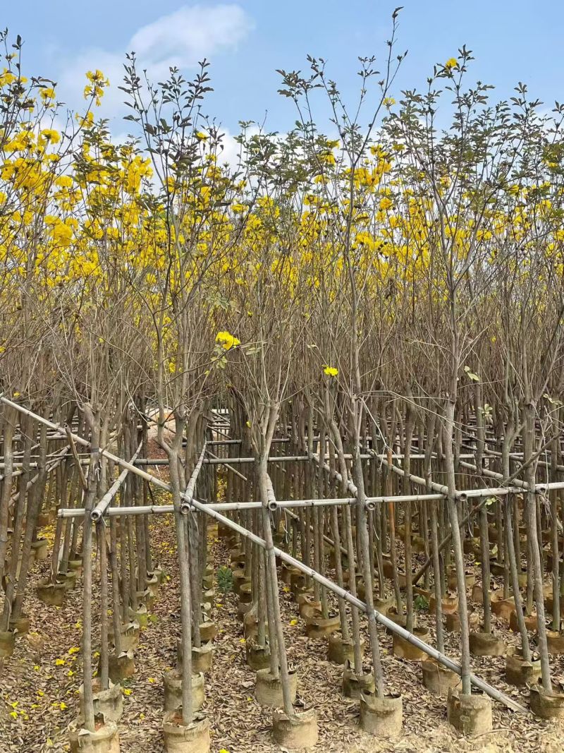 黄花风铃木3-12公分现货大量出售基地直销欢迎看货