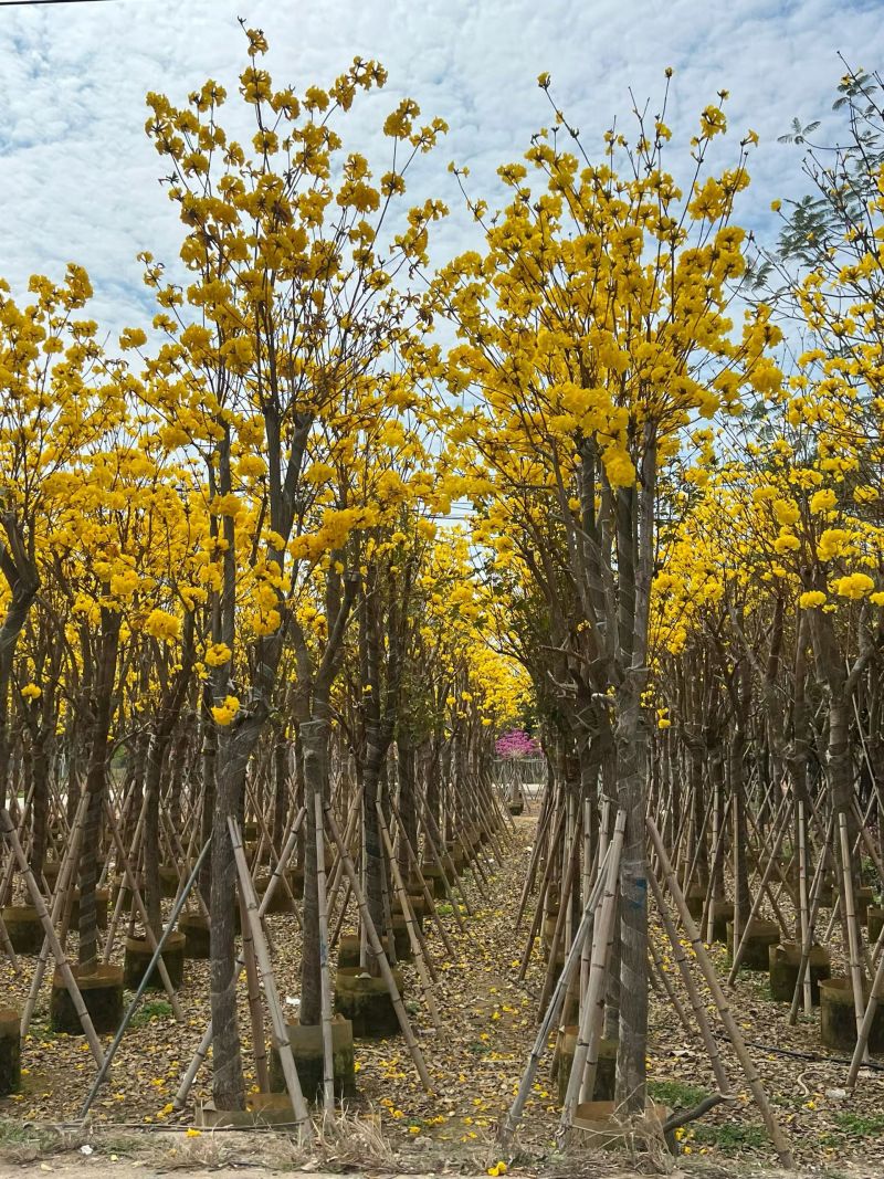 黄花风铃木3-12公分现货大量出售基地直销欢迎看货