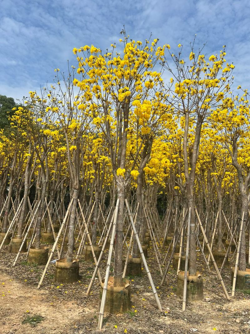 黄花风铃木3-12公分现货大量出售基地直销欢迎看货