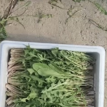 婆婆丁东北蘸酱菜