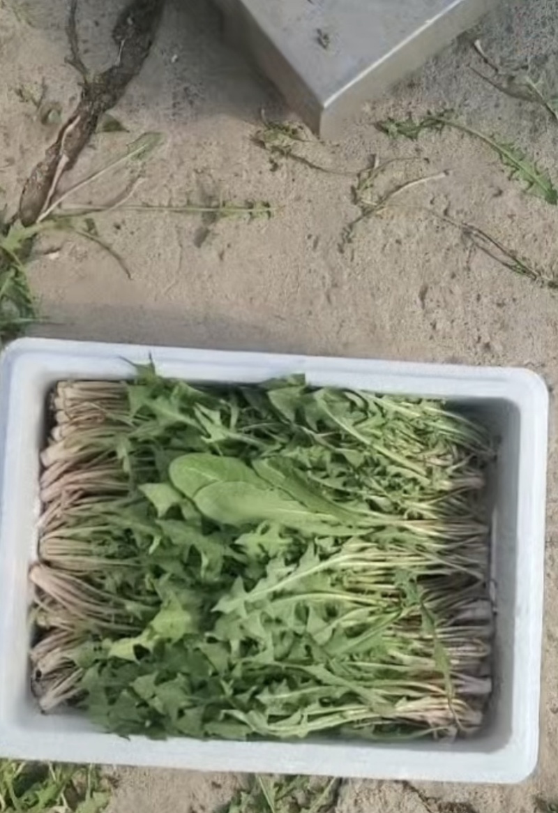 婆婆丁东北蘸酱菜