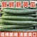山东兰陵密刺黄瓜，产地一手货源，可视频看货，对接全国市场