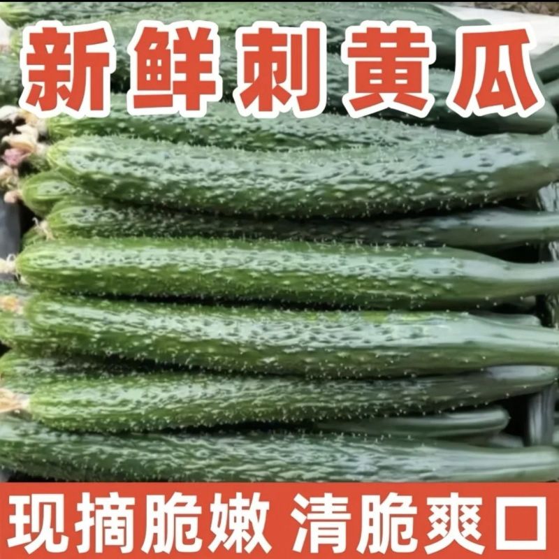山东兰陵密刺黄瓜，产地一手货源，可视频看货，对接全国市场