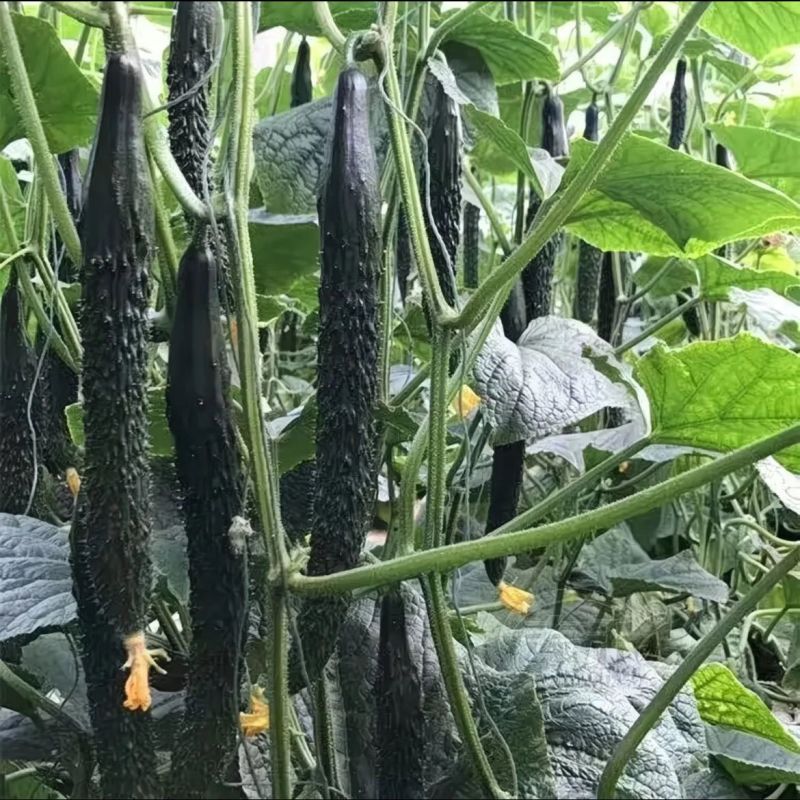 山东兰陵密刺黄瓜，产地一手货源，可视频看货，对接全国市场