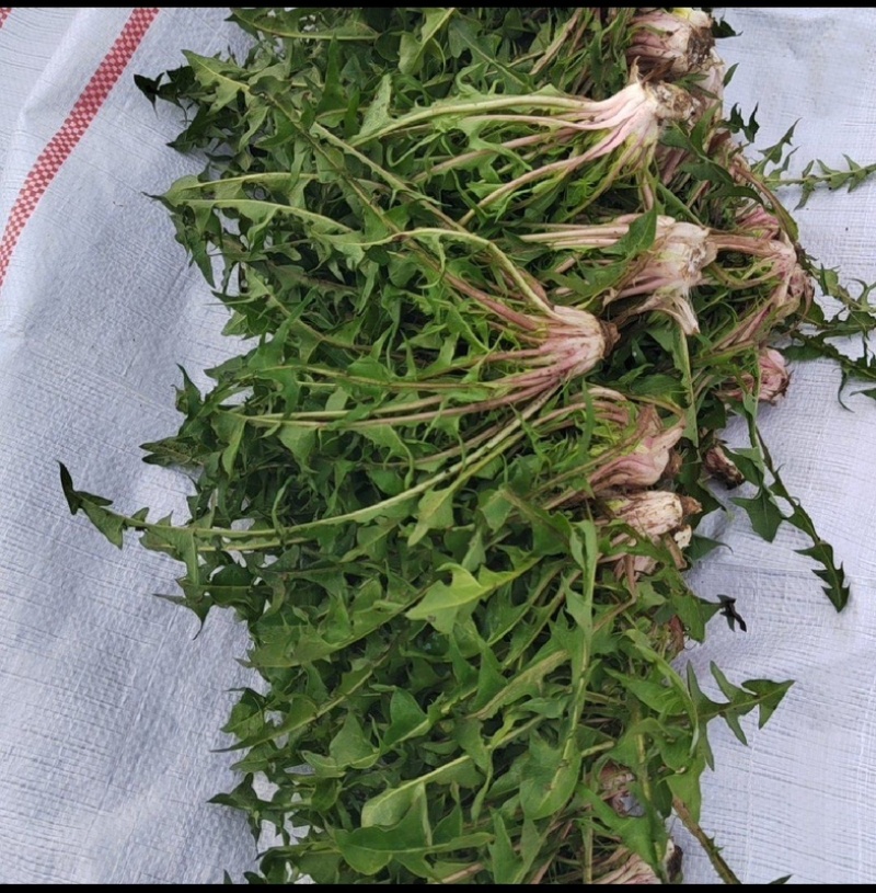 辽宁大棚种植蒲公英,婆婆丁,蘸酱菜可视频看货欢迎咨询