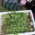 辽宁大棚种植蒲公英,婆婆丁,蘸酱菜可视频看货欢迎咨询