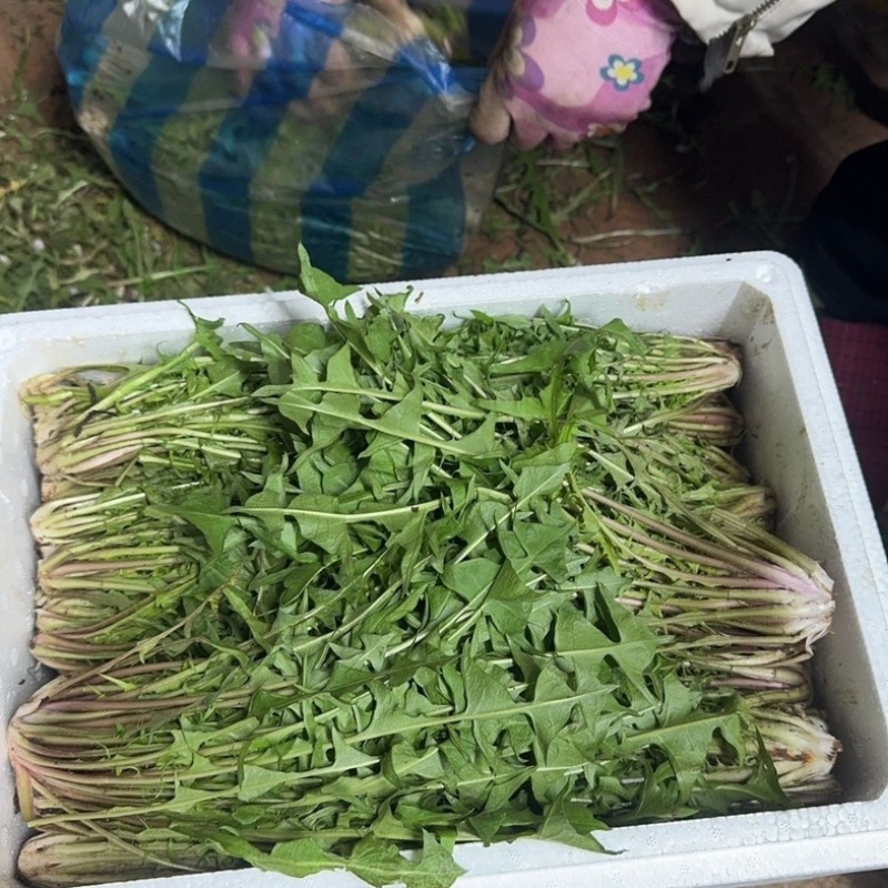 辽宁大棚种植蒲公英,婆婆丁,蘸酱菜可视频看货欢迎咨询