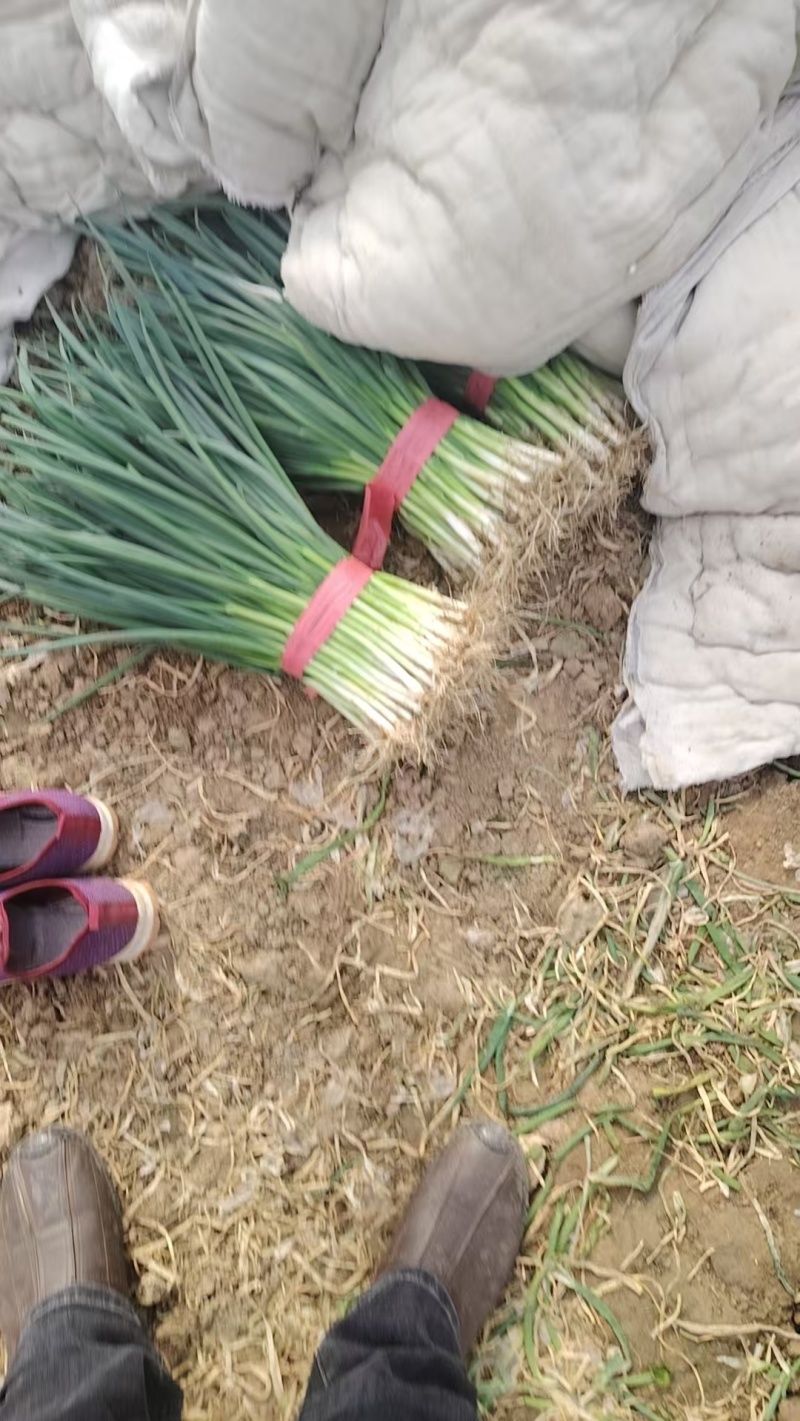 小葱四季小葱大量上市产地直发电商市场货齐全欢迎电联