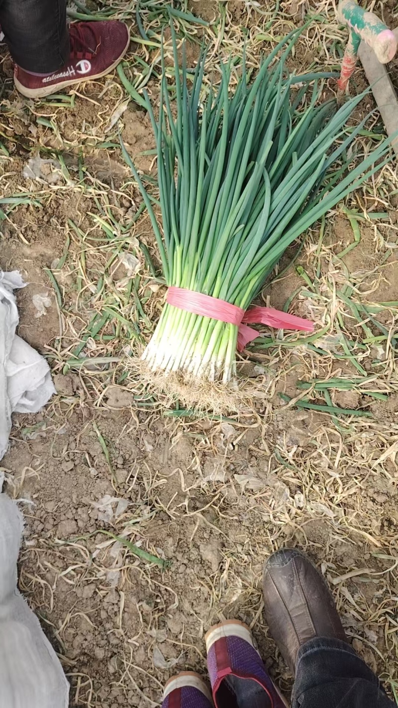 小葱四季小葱大量上市产地直发电商市场货齐全欢迎电联
