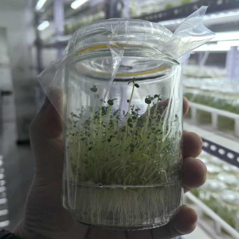 脱毒马铃薯苗品种齐全，养多了自己用不了，合理价格出售。