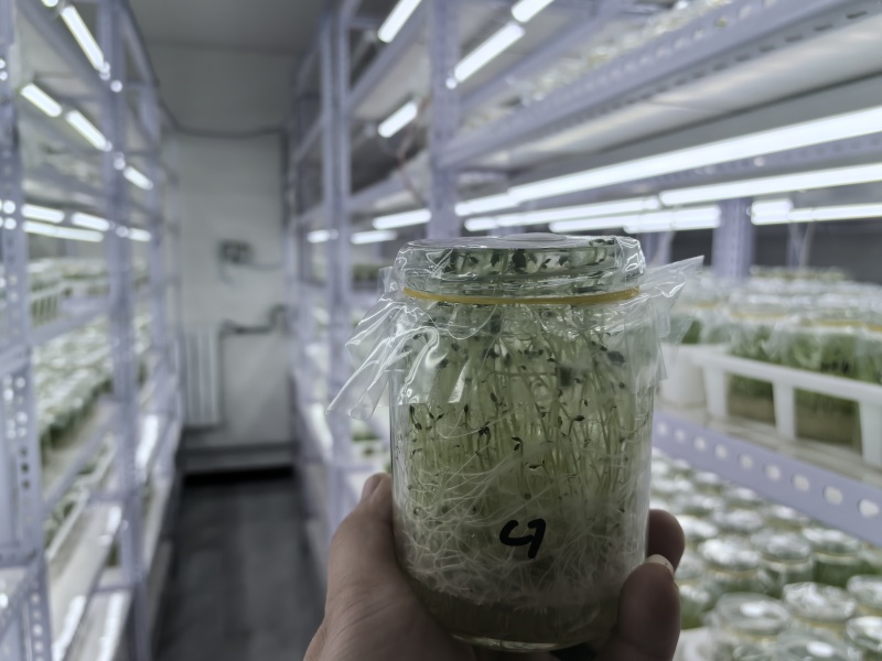 脱毒马铃薯苗品种齐全，养多了自己用不了，合理价格出售。