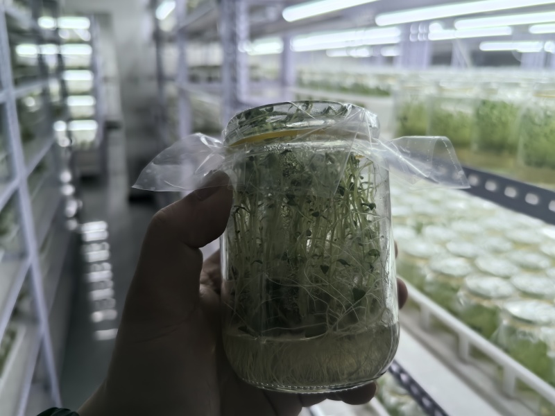 脱毒马铃薯苗品种齐全，养多了自己用不了，合理价格出售。