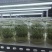 脱毒马铃薯苗品种齐全，养多了自己用不了，合理价格出售。