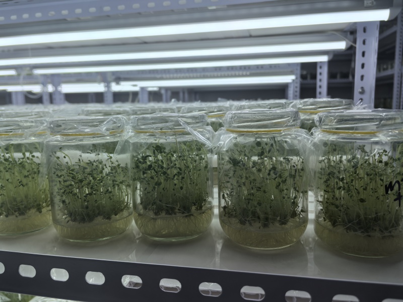 脱毒马铃薯苗品种齐全，养多了自己用不了，合理价格出售。