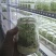 脱毒马铃薯苗品种齐全，养多了自己用不了，合理价格出售。
