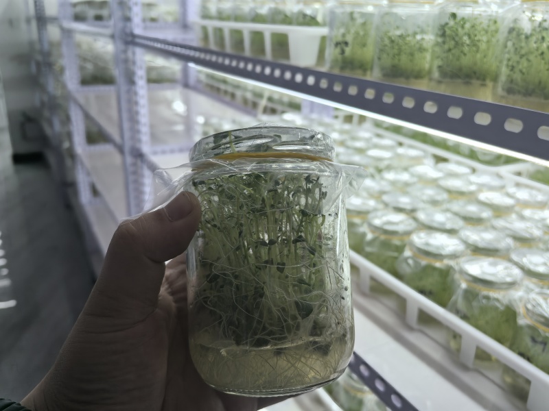 脱毒马铃薯苗品种齐全，养多了自己用不了，合理价格出售。