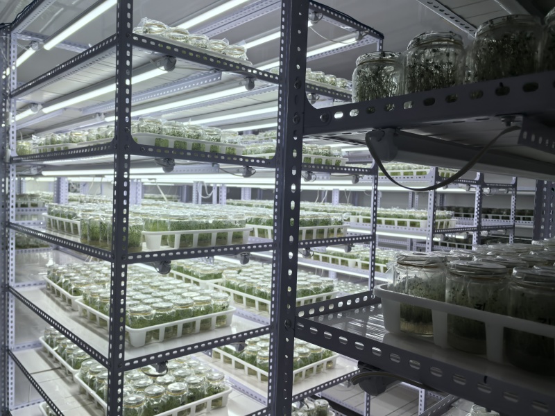 脱毒马铃薯苗品种齐全，养多了自己用不了，合理价格出售。