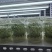 脱毒马铃薯苗品种齐全，养多了自己用不了，合理价格出售。