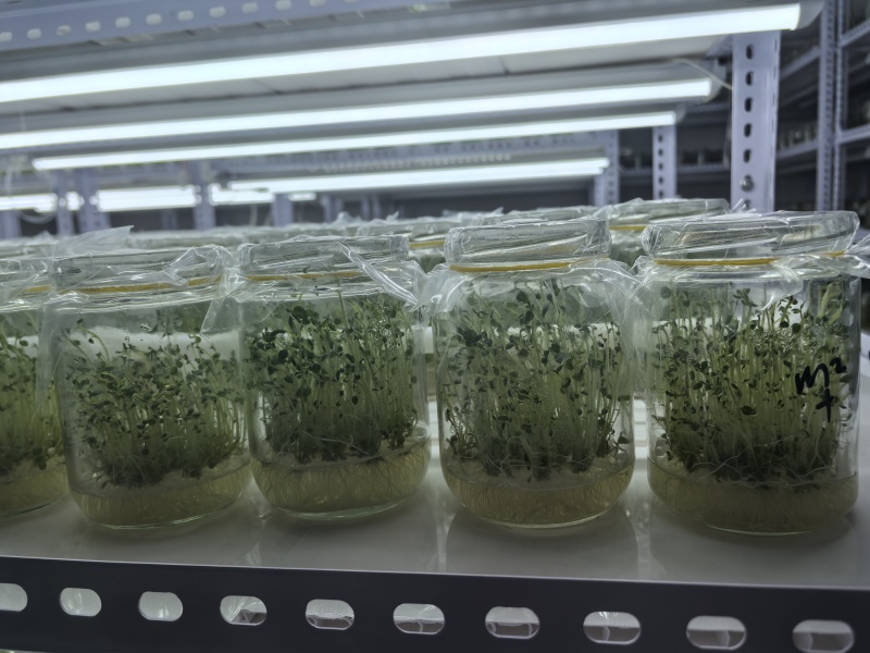 脱毒马铃薯苗品种齐全，养多了自己用不了，合理价格出售。