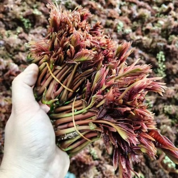 香春芽出来了