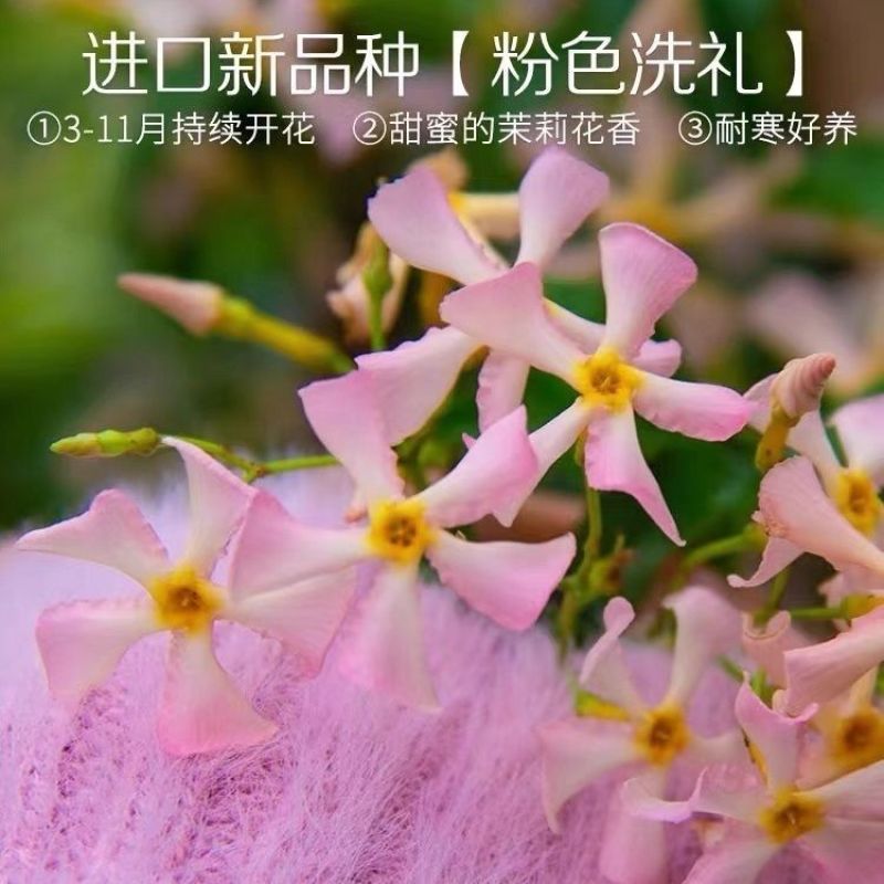风车茉莉爬藤植物浓香型盆栽大苗耐寒拱门阳台