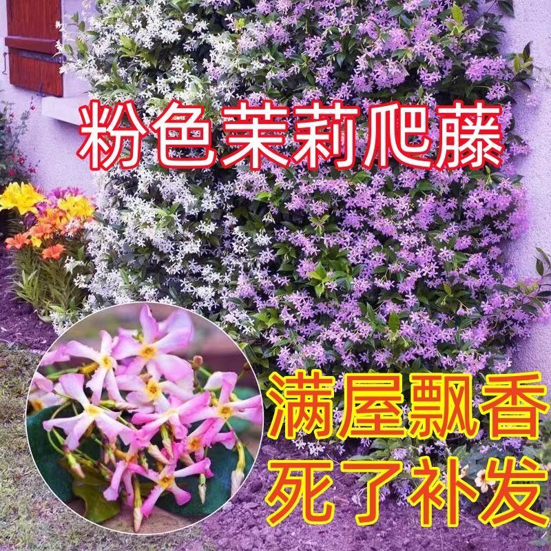 风车茉莉爬藤植物浓香型盆栽大苗耐寒拱门阳台