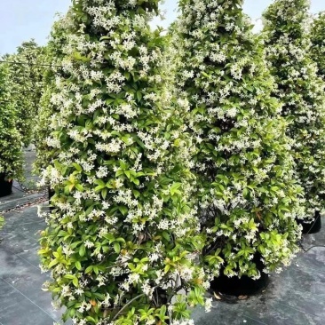 风车茉莉好养爬墙花室内绿植室外浓香型盘龙庭院攀