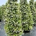 风车茉莉好养爬墙花室内绿植室外浓香型盘龙庭院攀