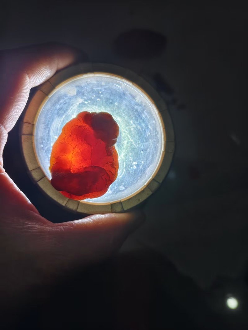 自家养的鸡产的鸡宝价格可谈欢迎老板来电