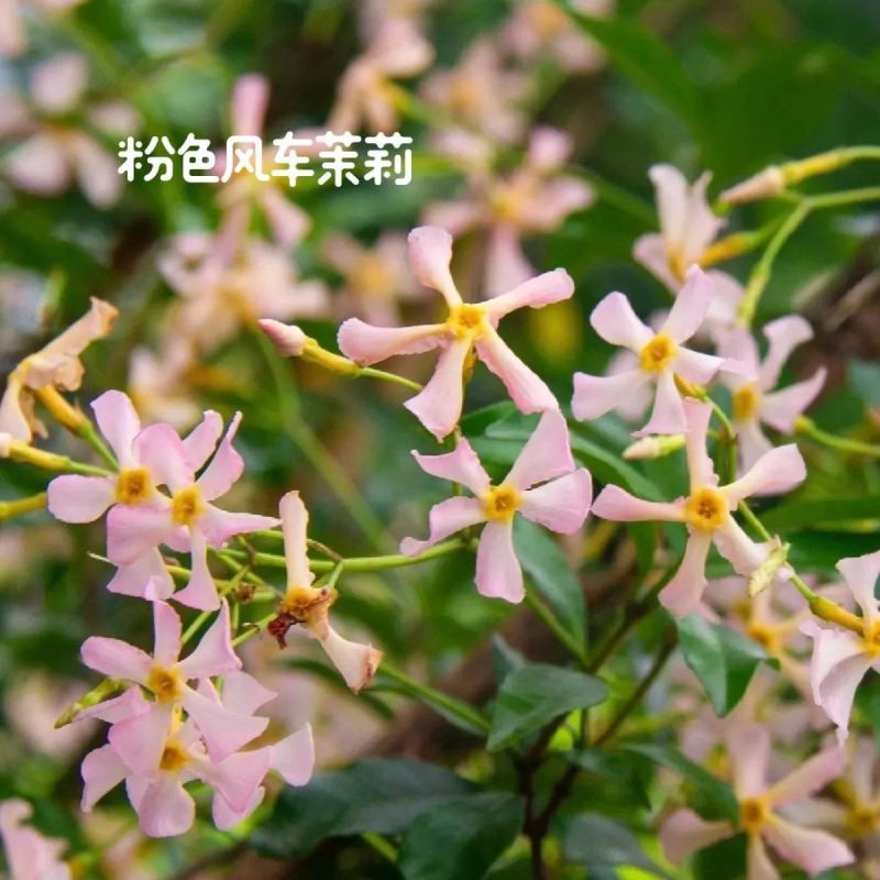 风车茉莉好养爬墙花室内绿植室外浓香型盘龙庭院攀