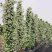 风车茉莉好养爬墙花室内绿植室外浓香型盘龙庭院攀