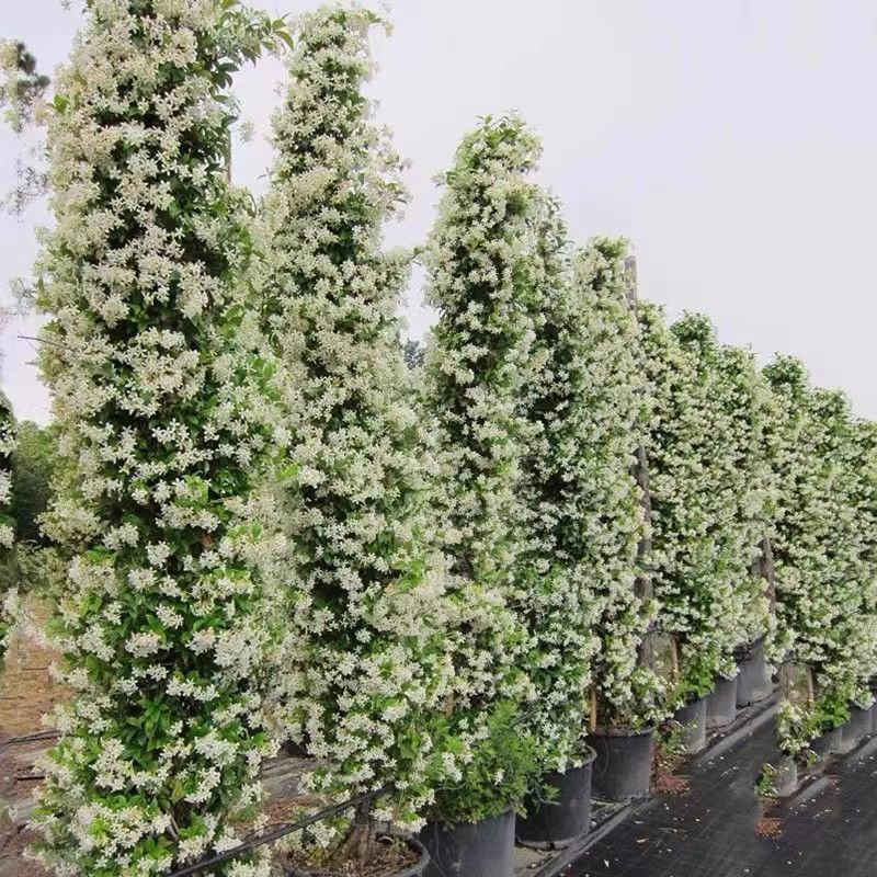 风车茉莉好养爬墙花室内绿植室外浓香型盘龙庭院攀
