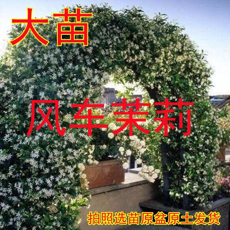 风车茉莉好养爬墙花室内绿植室外浓香型盘龙庭院攀