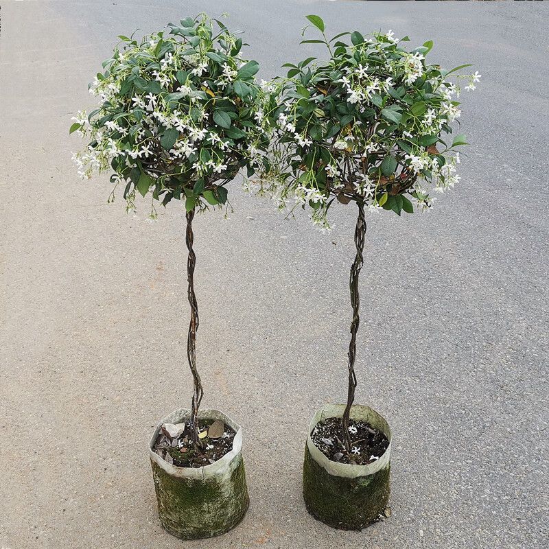 风车茉莉好养爬墙花室内绿植室外浓香型盘龙庭院攀