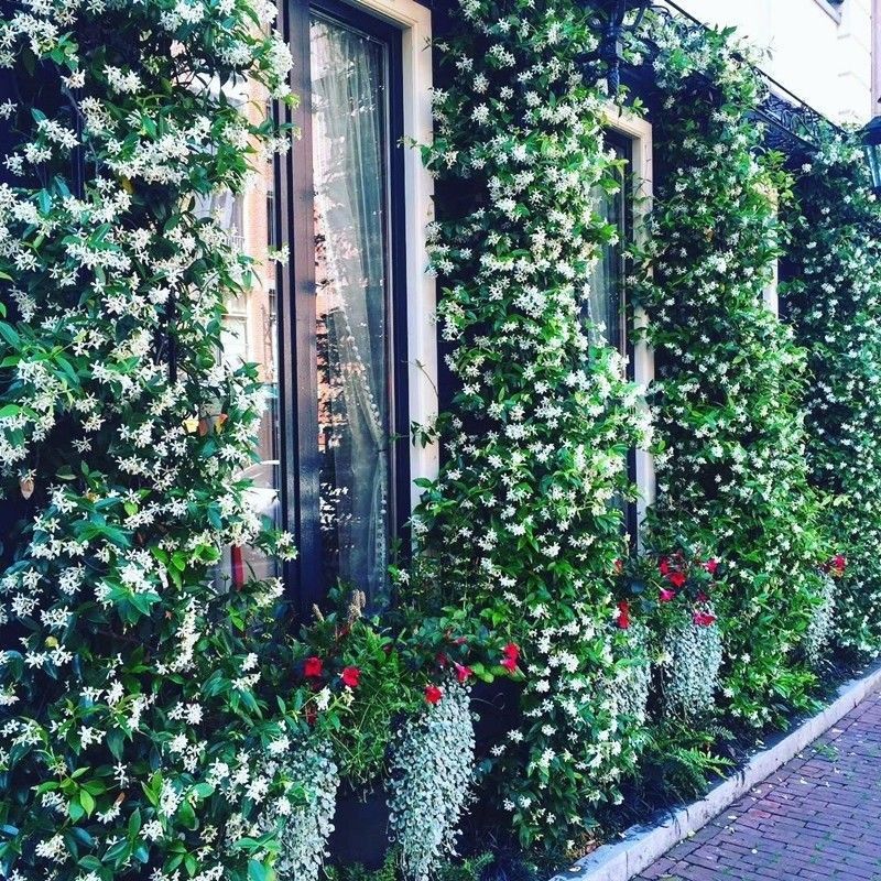 风车茉莉好养爬墙花室内绿植室外浓香型盘龙庭院攀