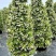 风车茉莉好养爬墙花室内绿植室外浓香型盘龙庭院攀