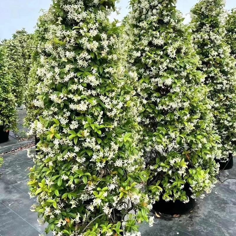 风车茉莉好养爬墙花室内绿植室外浓香型盘龙庭院攀