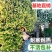 风车茉莉好养爬墙花室内绿植室外浓香型盘龙庭院攀