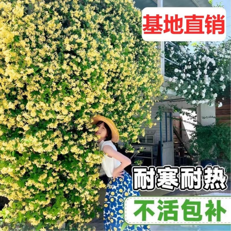 风车茉莉好养爬墙花室内绿植室外浓香型盘龙庭院攀