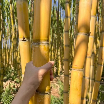 云南黄皮甘蔗对接全国市场清甜可口价格美丽欢迎询价