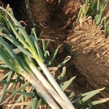 铁杆大葱