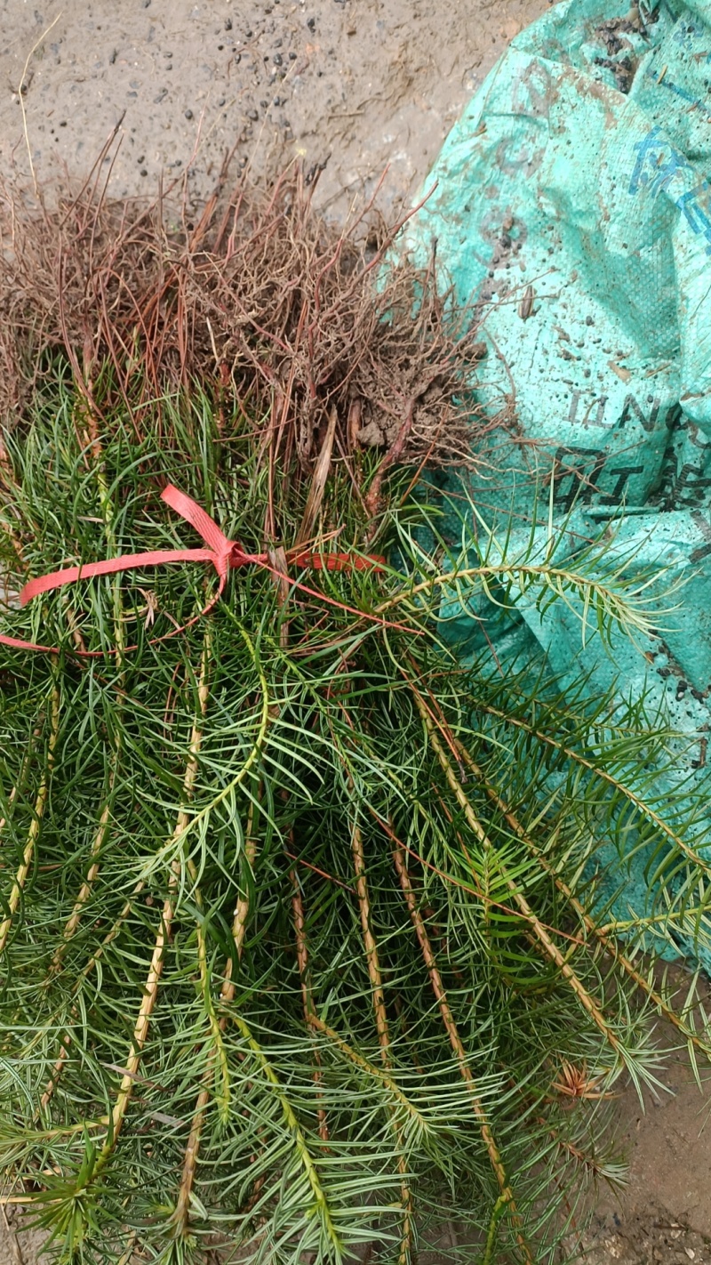 刺杉与各种树苗在我这苗木基地都有欢迎咨询订购