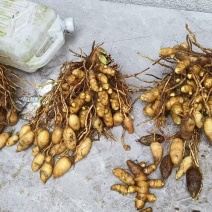 广西道地药材蓬莪术，一半蓝心姜，一半郁金