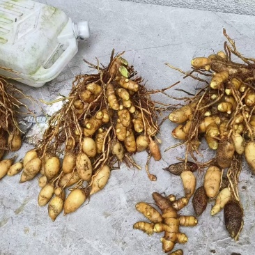 广西道地药材蓬莪术，一半蓝心姜，一半郁金