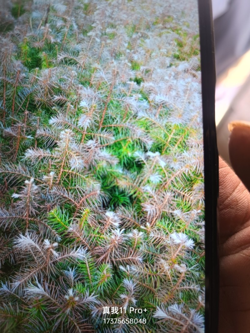 刺杉与各种树苗在我这苗木基地都有欢迎咨询订购