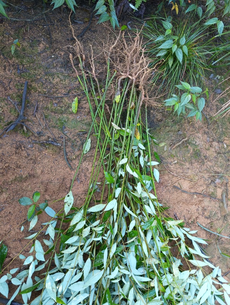 刺杉与各种树苗在我这苗木基地都有欢迎咨询订购