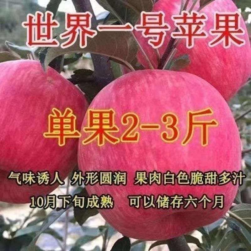 嫁接红富土苹果树苗世界一号苹果大果脆甜耐寒南北方可种