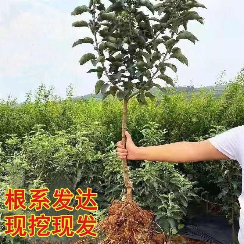 嫁接红富土苹果树苗世界一号苹果大果脆甜耐寒南北方可种