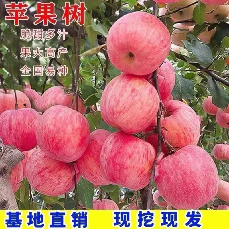 嫁接红富土苹果树苗世界一号苹果大果脆甜耐寒南北方可种