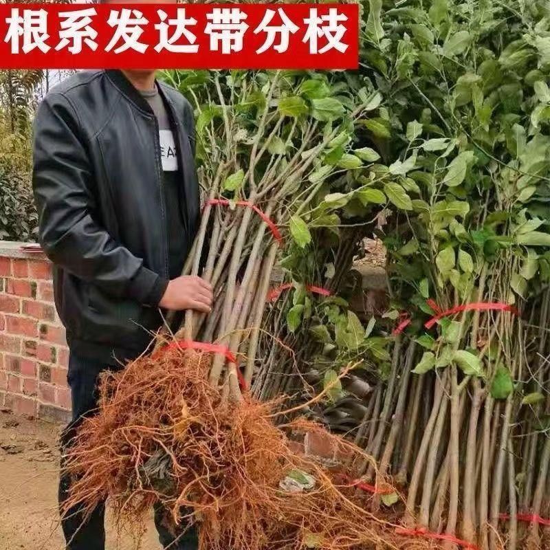 嫁接红富土苹果树苗世界一号苹果大果脆甜耐寒南北方可种